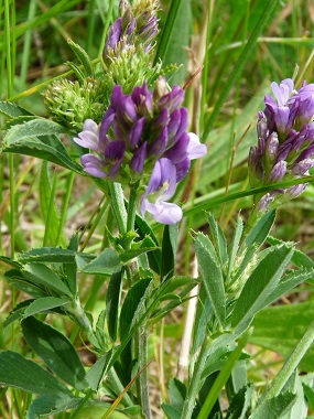 Alfalfa: Pictures, Flowers, Leaves Identification