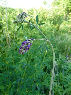 Alfalfa: Pictures, Flowers, Leaves Identification