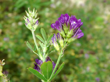 Alfalfa: Pictures, Flowers, Leaves Identification