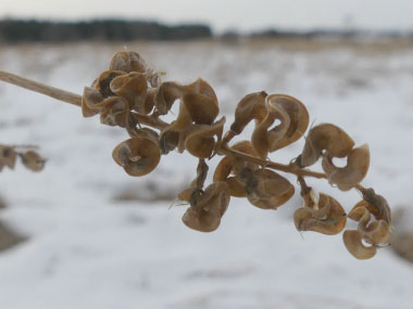 Alfalfa: Pictures, Flowers, Leaves & Identification