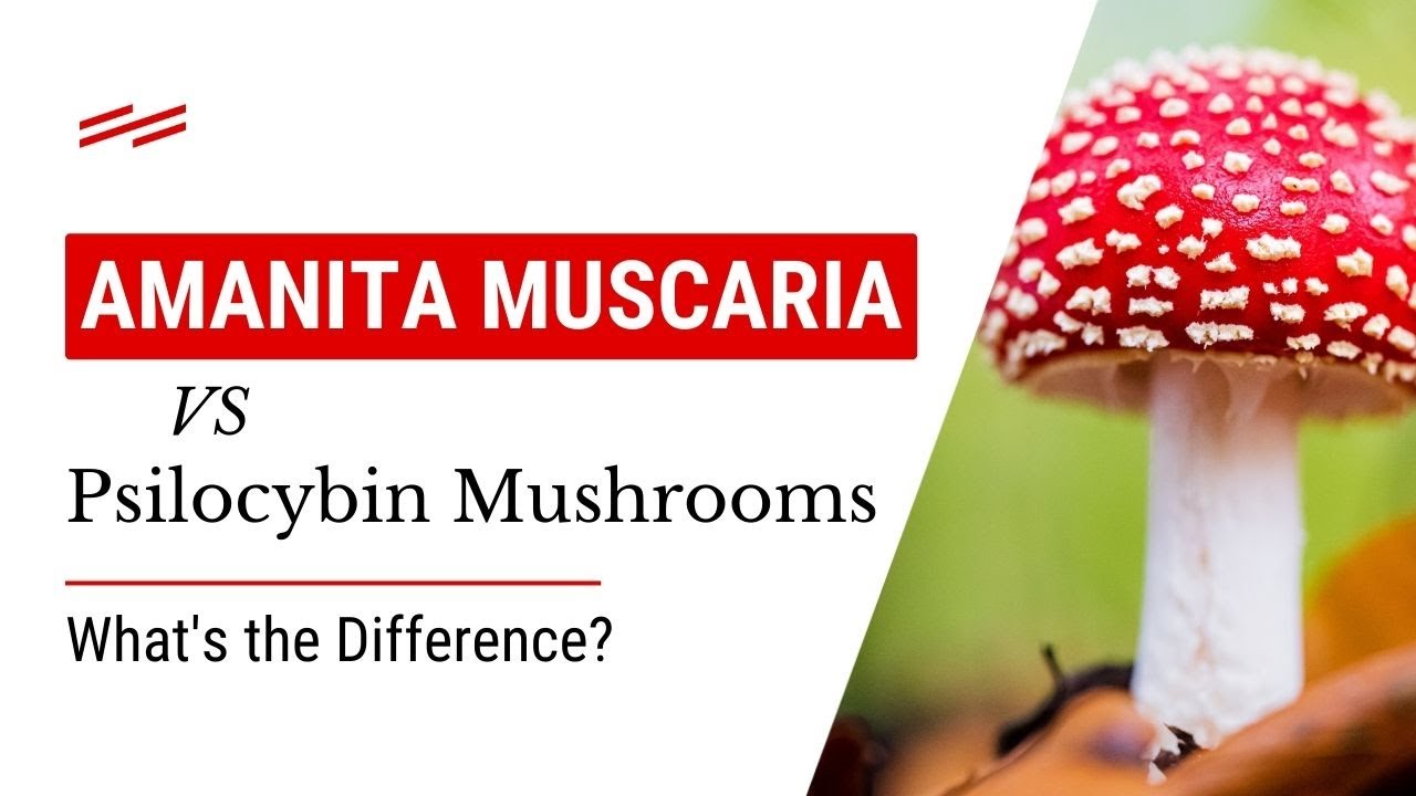 Amanita Muscaria vs Psilocybin Mushrooms: What’s the Difference?