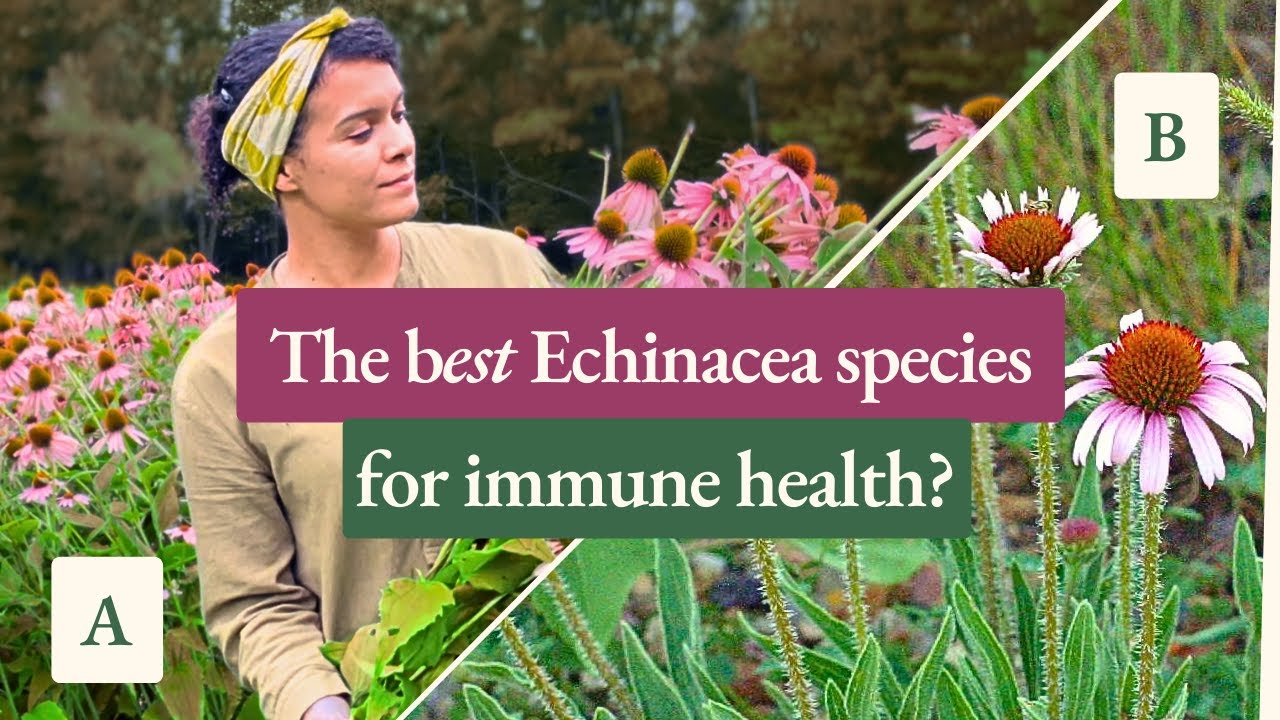 Echinacea for Immune Health - How Does it Work?