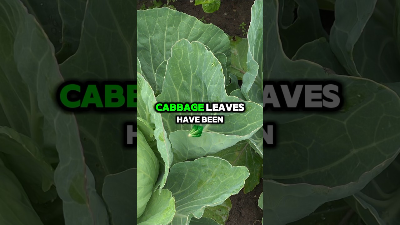 Health Benefits of Cabbage Leaves: Nature’s Medicinal Powerhouse