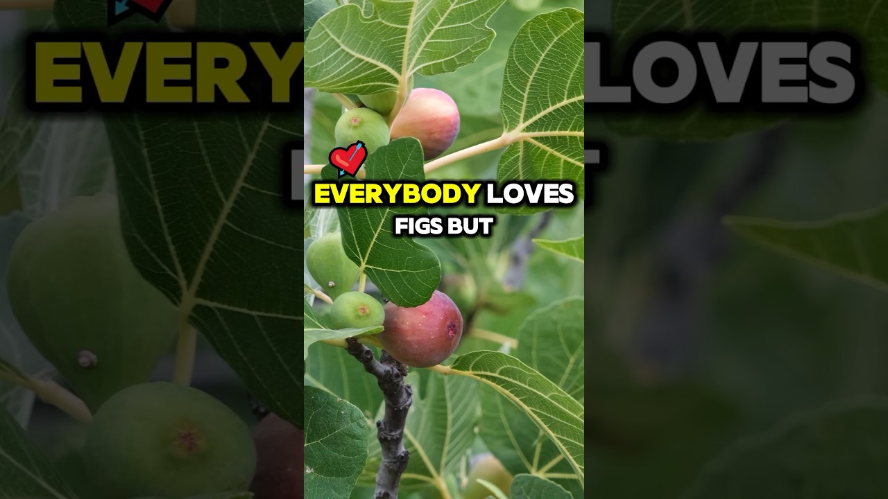 Most People Don’t Realize How Important Fig Leaves Are