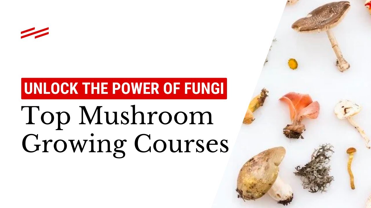 Unlock the Power of Fungi: Top Mushroom Growing Courses