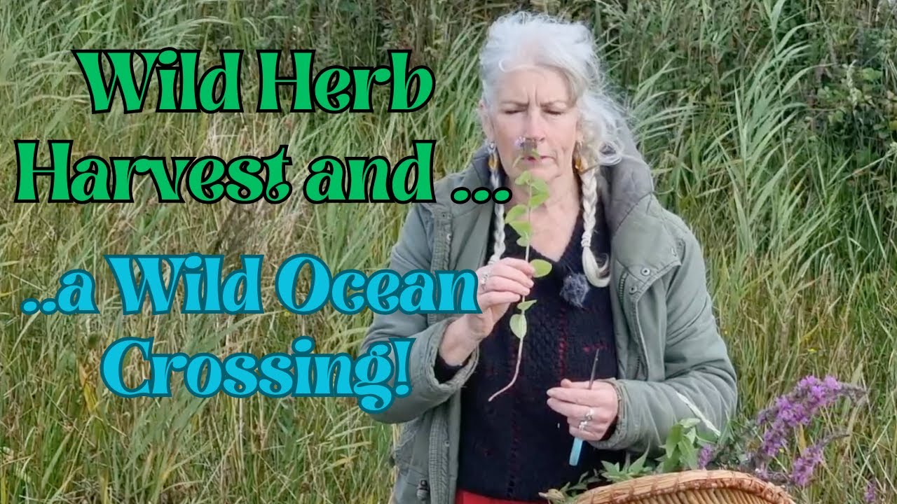 Wild Herb Harvest and Ocean Crossing by Danu’s Irish Herb Garden