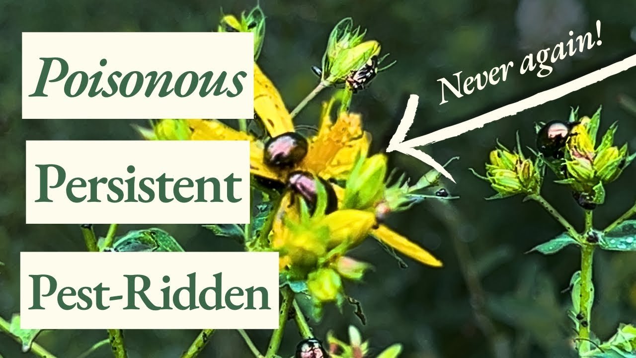 3 Medicinal Plants I Regret Adding to my Garden