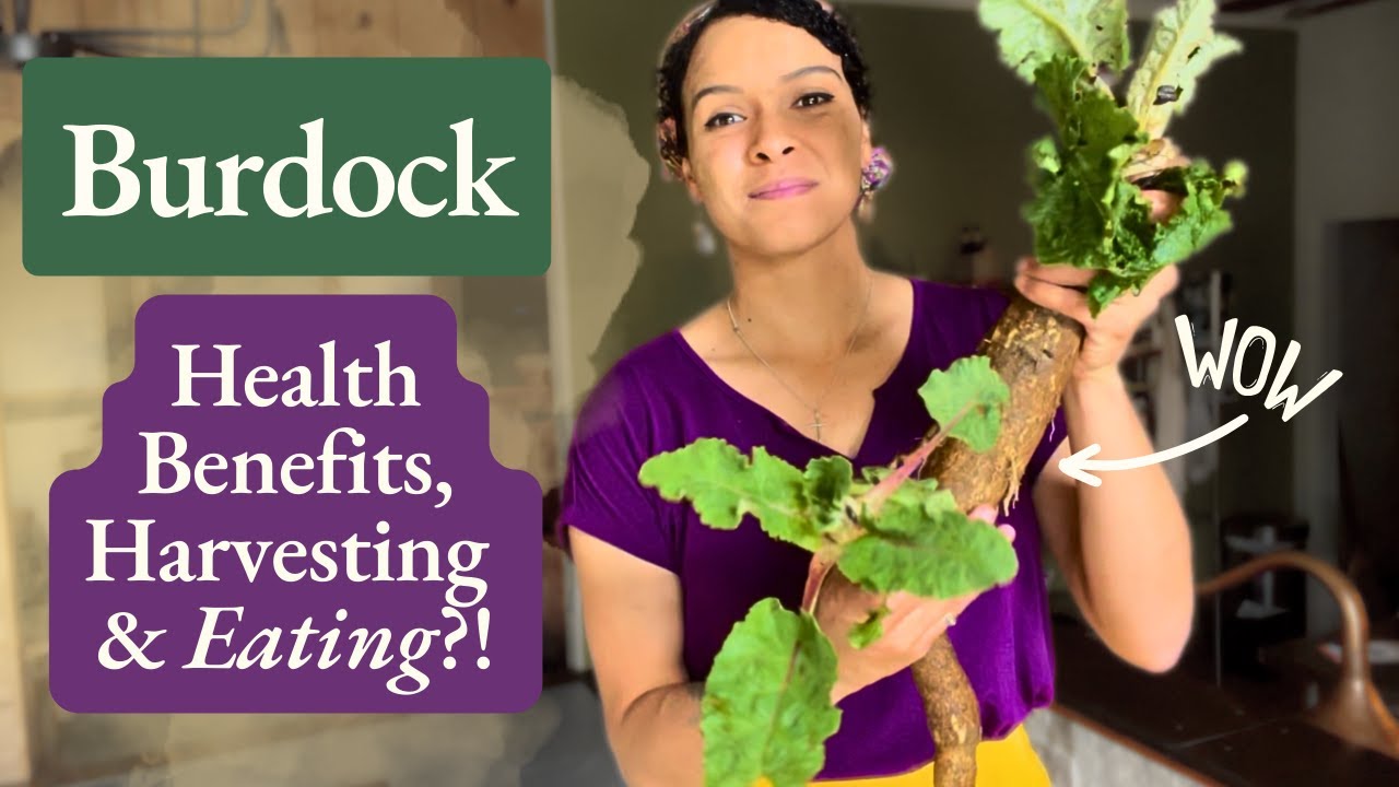 Burdock!  Health Benefits, Medicinal Uses & More