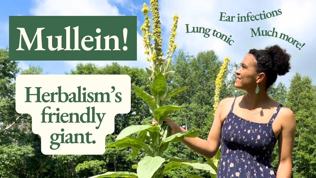 Mullein!  Health Benefits & Medicinal Uses