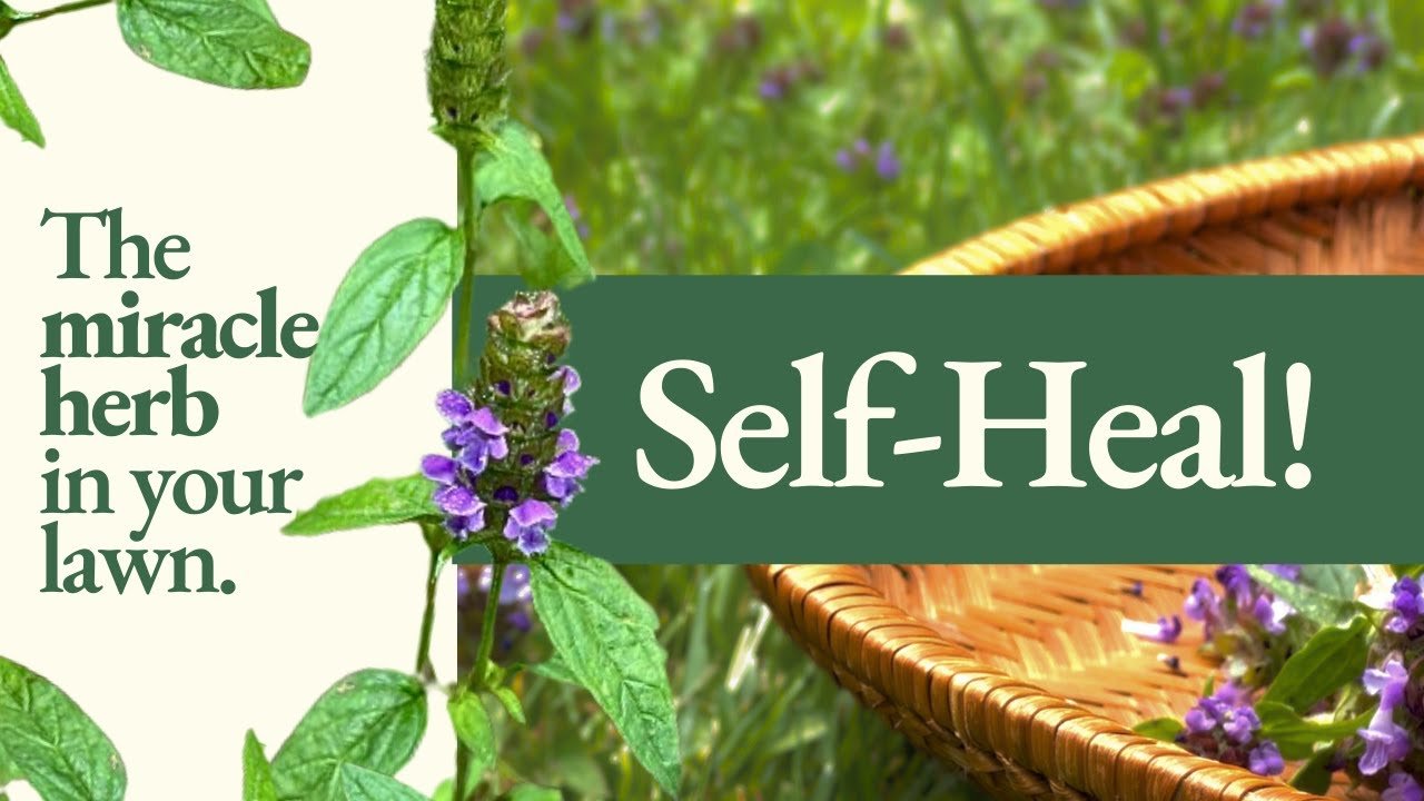 Self-Heal! Health Benefits, Medicinal Uses  How to Identify