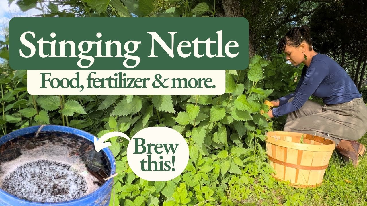 Stinging Nettle: How to Make Pesto  Plant Fertilizer