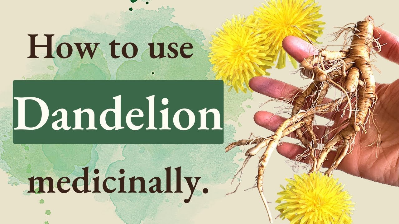 Harnessing the Power of Dandelion for Culinary and Medicinal Benefits