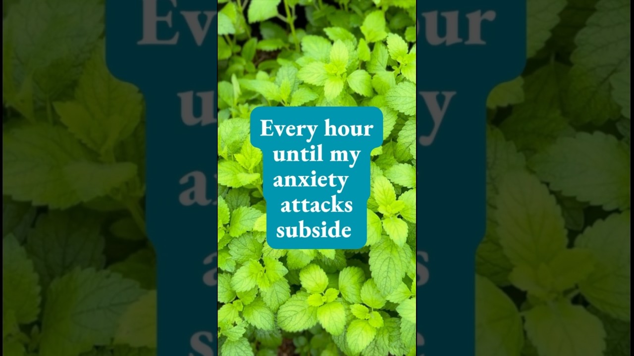 Lemon Balm for Anxiety & Depression #medicinalplants #homesteading #shorts