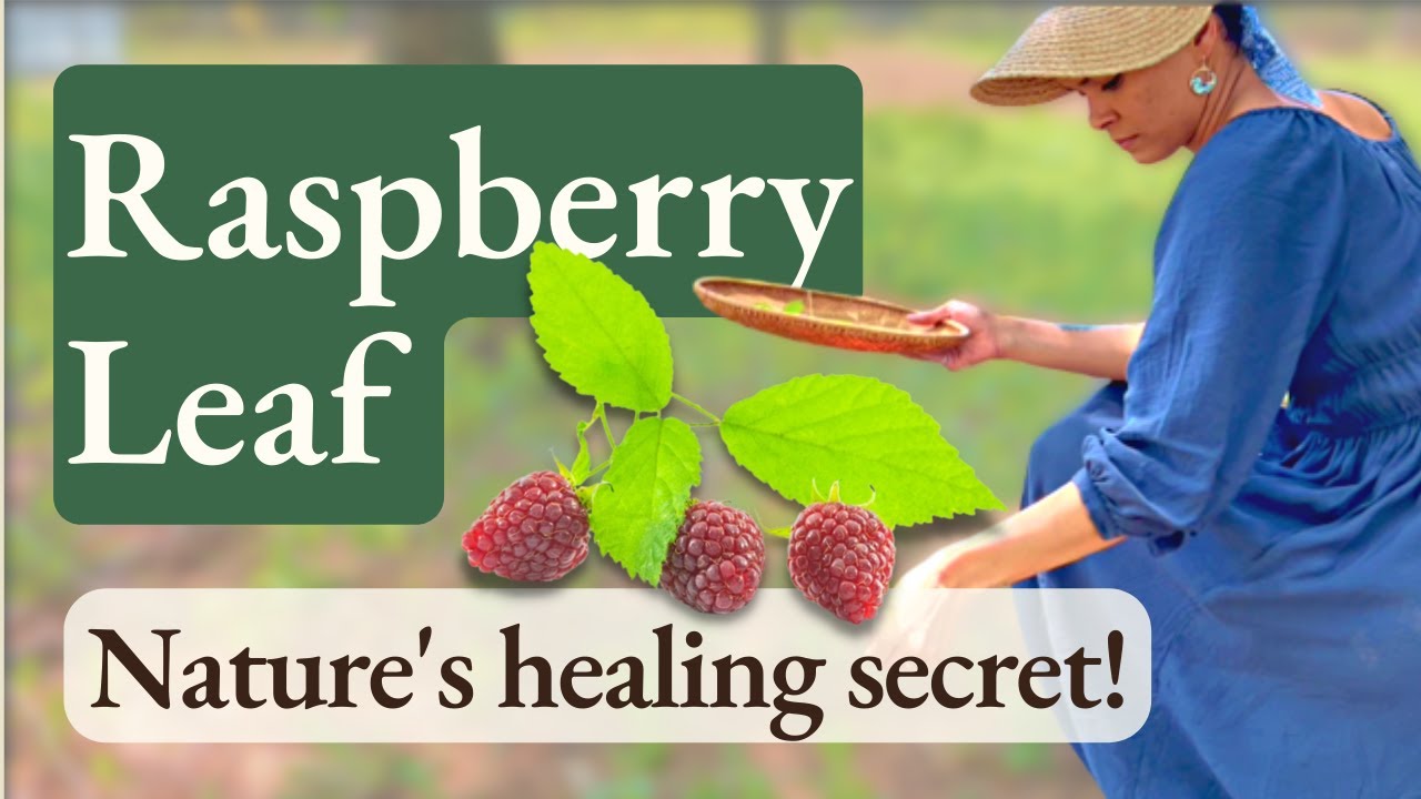 Raspberry Leaf: A Nutrient-Rich Medicinal Plant for Women’s Health