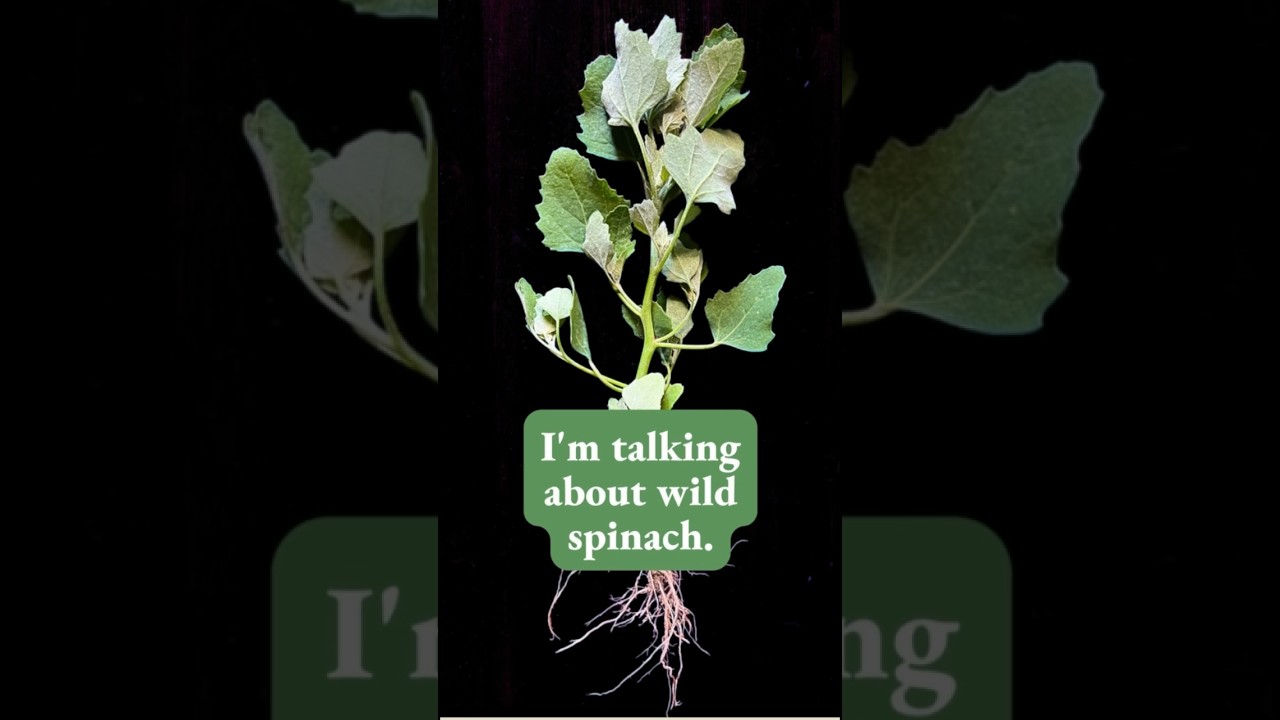 Wild Spinach, aka Lamb’s Quarter, the healthiest plant growing in your garden! #shorts #gardening