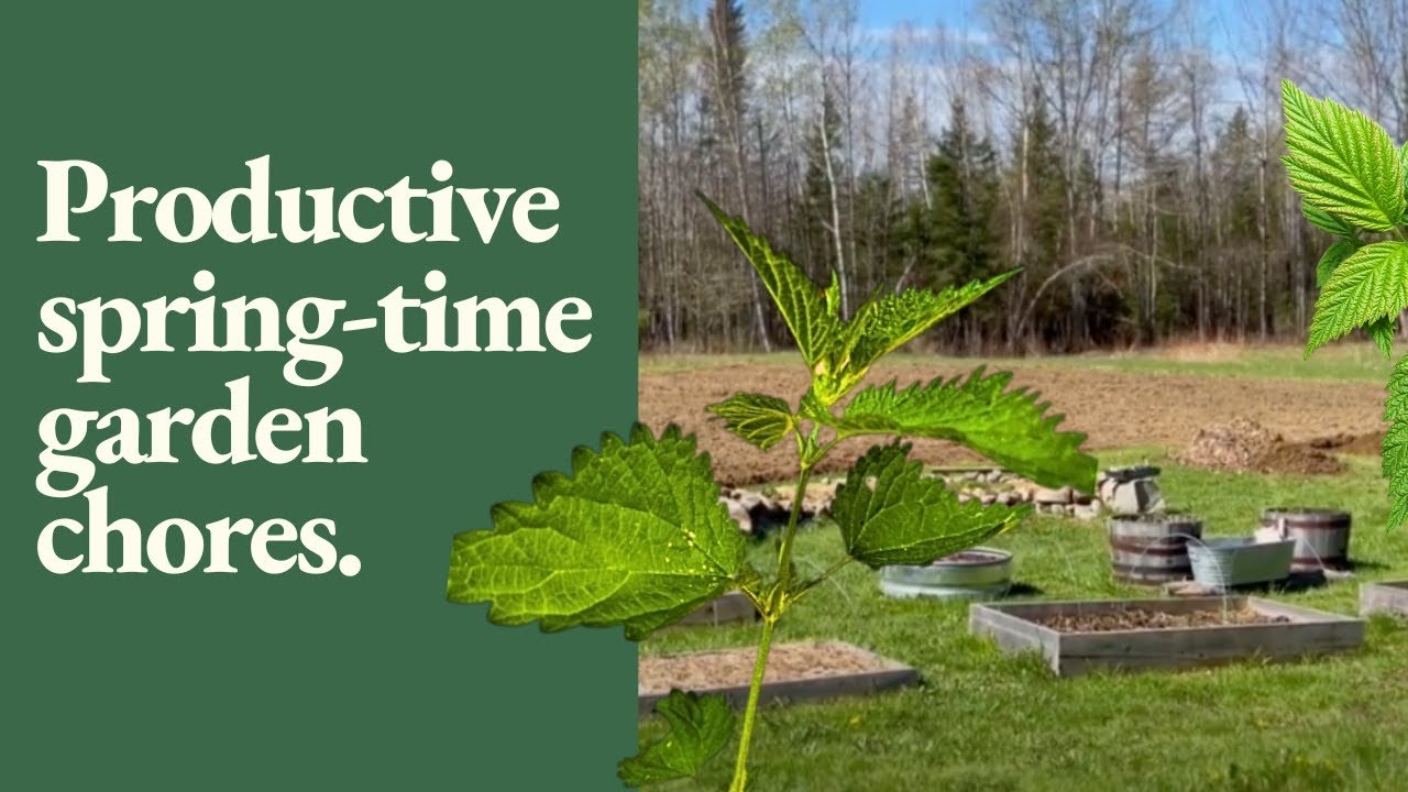 Zone 5 Garden Chores in April: Waking Up the Blueberries with Coffee