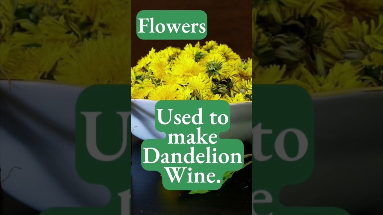 Dandelion: The Detox Herb and Its Medicinal Wonders