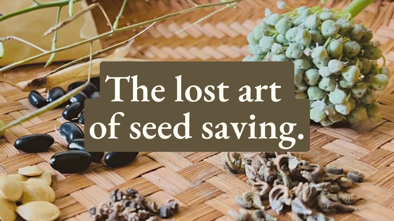 Seed Saving & Its Importance