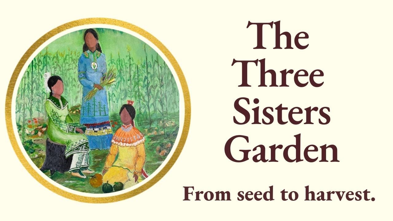 The Three Sisters Garden – Does It Work In Northern Climates?