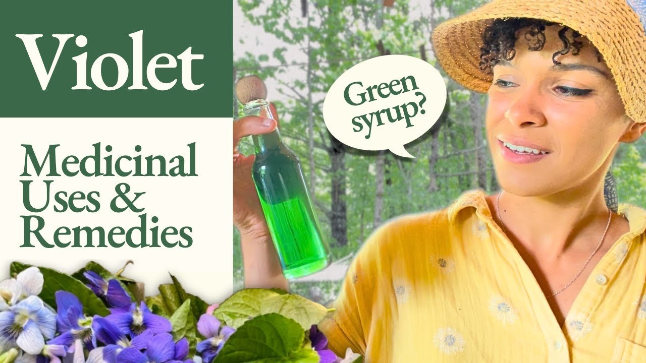 Violet! Health Benefits, Medicinal Uses + Making Emerald Violet Syrup